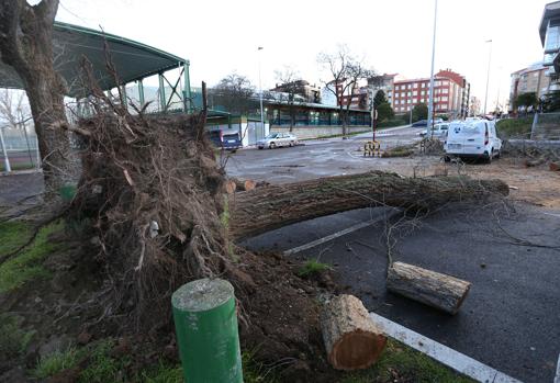 Un árbol derribado por el viento en Palencia