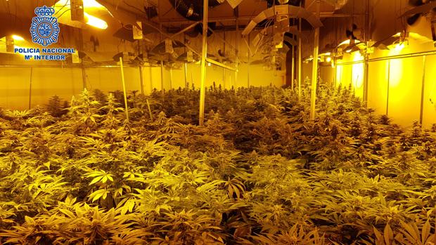 Desmantelada en Villaseca de la Sagra una plantación de marihuana en manos de una organización criminal internacional