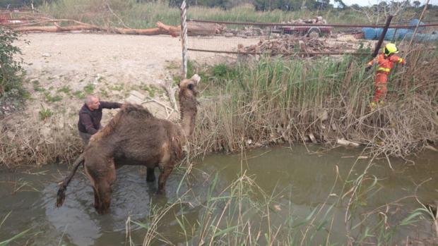 Rescatan a un dromedario que se había caído a una acequia en Alfafar