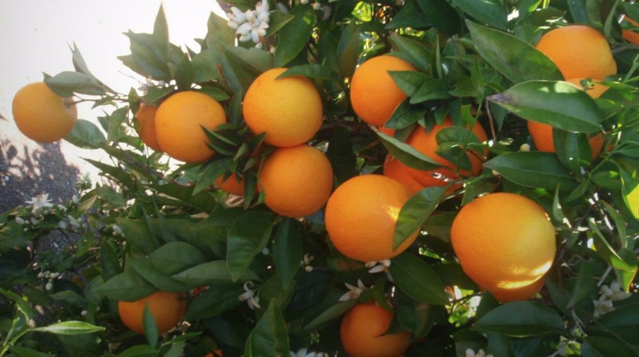 Naranjas en un campo de cultivo de Valencia