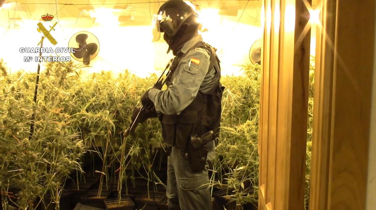 Las autoridades se encontraron más de 1.500 plantas de marihuana en el domicilio del detenido