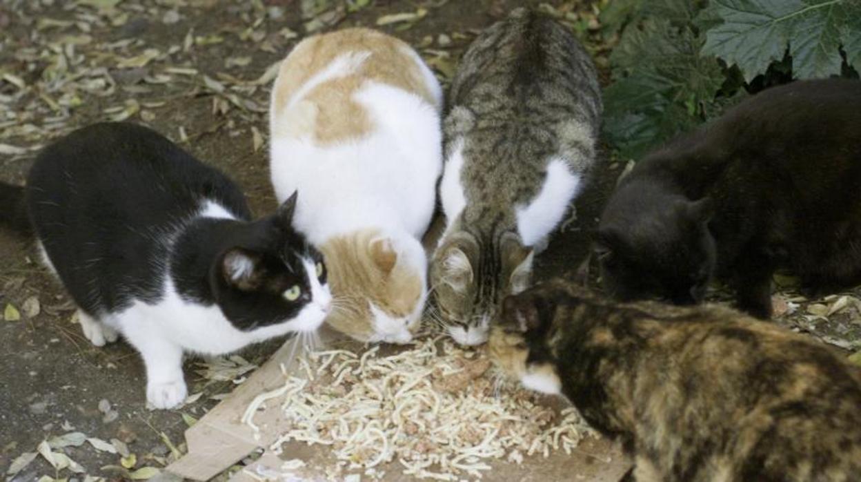 Varios gatos del Retiro se alimentan de lo que les llevan los voluntarios