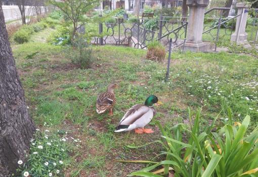 Pavos reales y patos se pasean por el centro de Madrid en busca de alimento en plena crisis de coronavirus