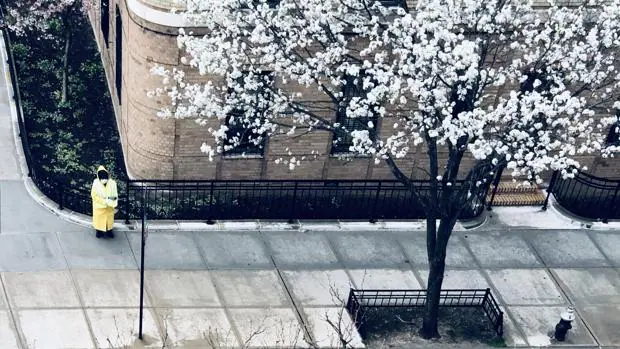 Instantes de Nueva York (12): Bajo el cerezo en flor