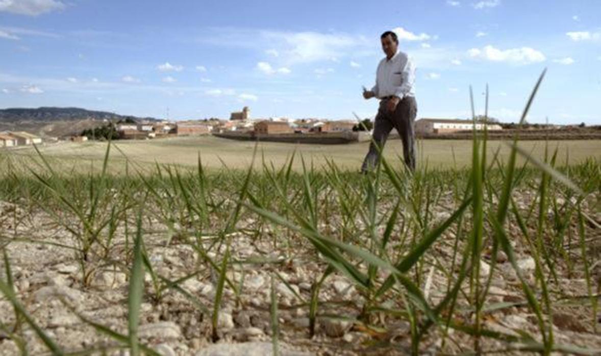 Imagen de un agricultor en una de sus explotaciones agricolas