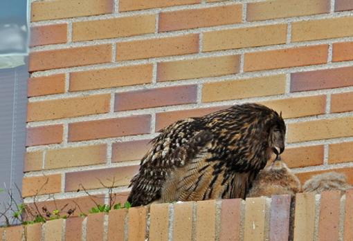 Búhos reales anidando en una terraza de un edificio