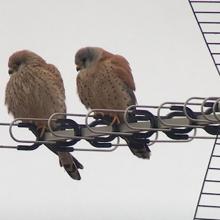 Una pareja de cernícalos primilla en una antena de televisión