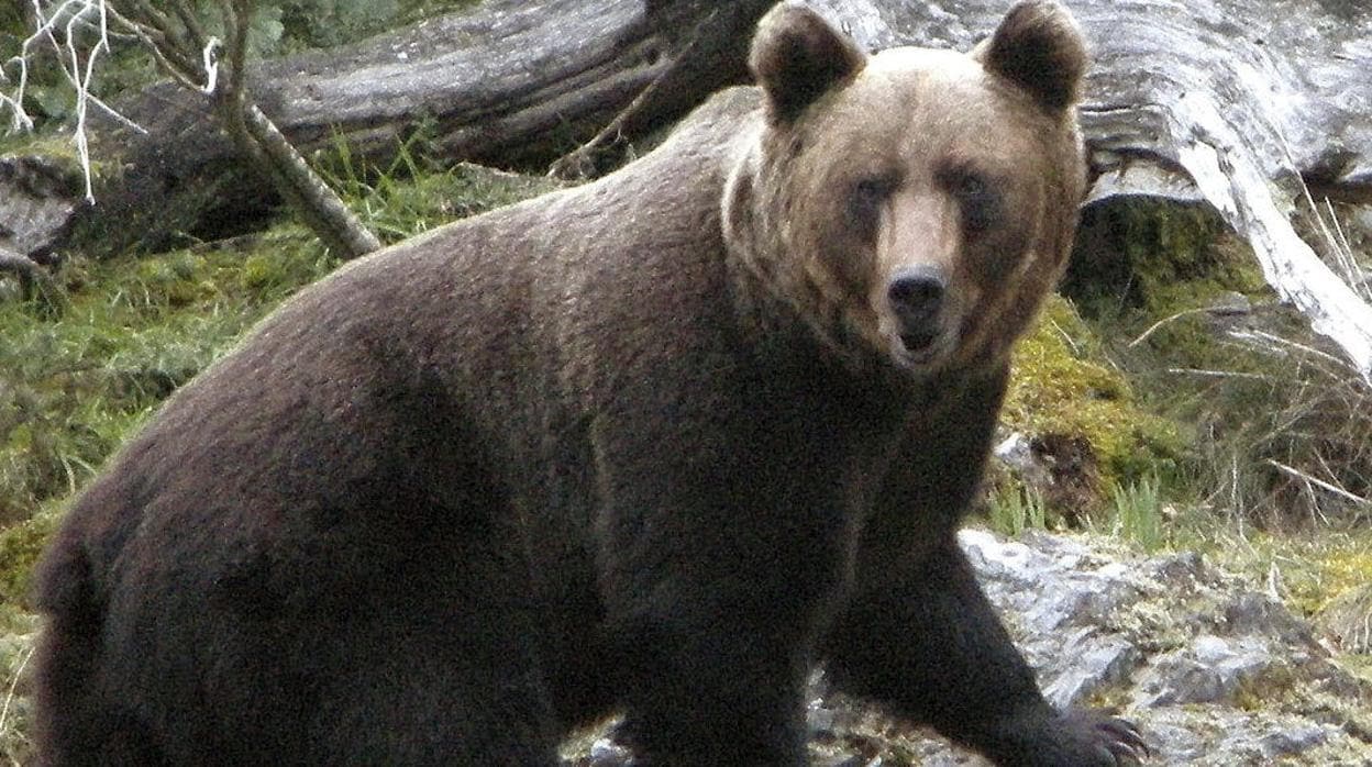 Imagen de archivo de un oso pardo
