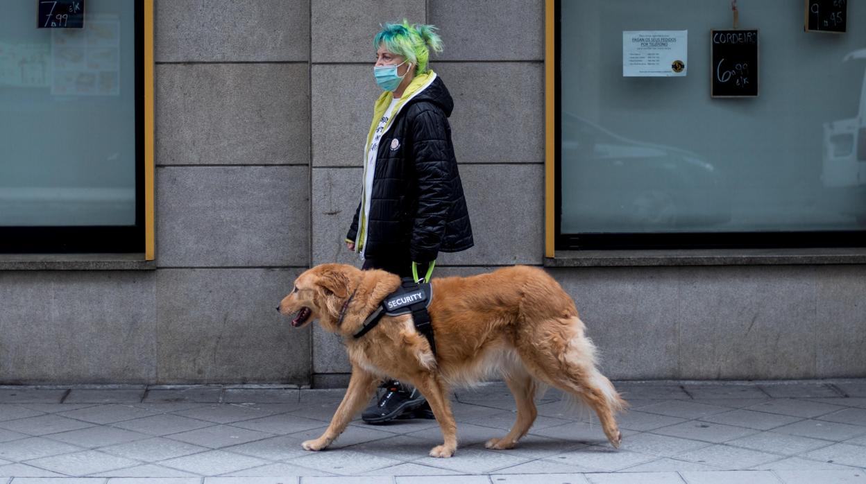 Imagen de archivo de un perro durante el coronavirus