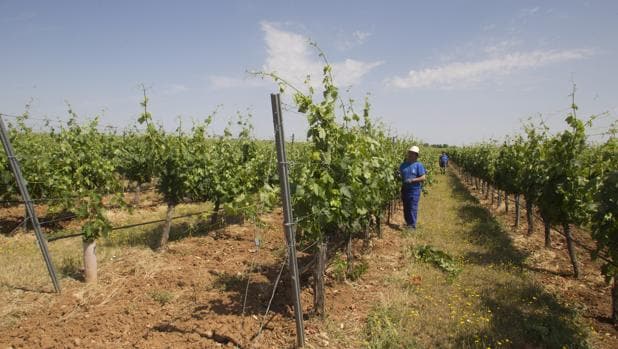 Los vinos de Madrid toman aire, a pesar del coronavirus