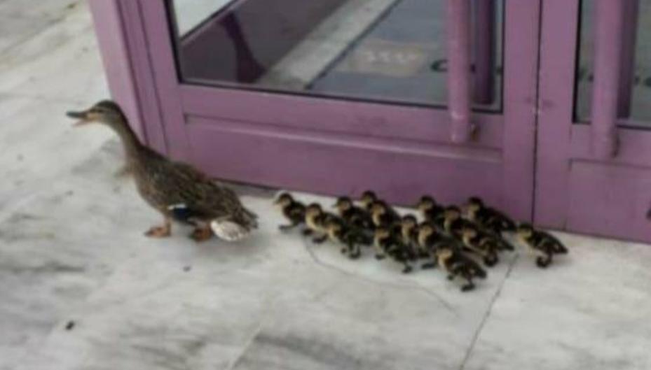 Mamá pato y sus patitos pasean por los Juzgados de Toledo