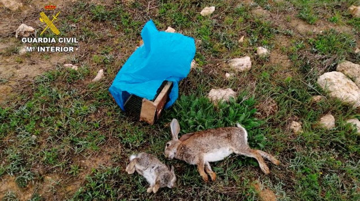 La bolsa que contenía una jaula y dos ejemplares muertos de conejo de monte