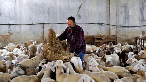 La pandemia del coronavirus pone en peligro la supervivencia de las ovejas en España