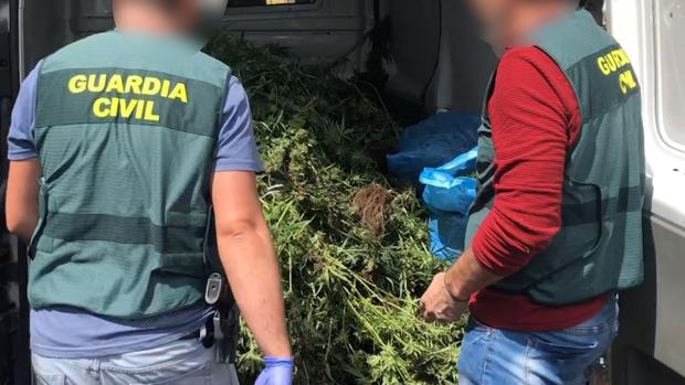 Ocho detenidos en Ávila por una plantación de marihuana de 210 kilos y 500 plantas