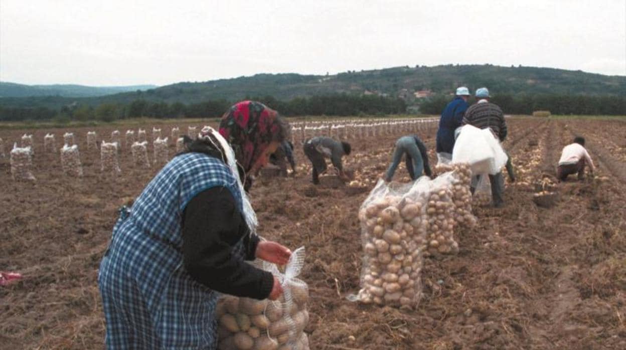 Imagen de archivo de la recogida de patatas en A Limia