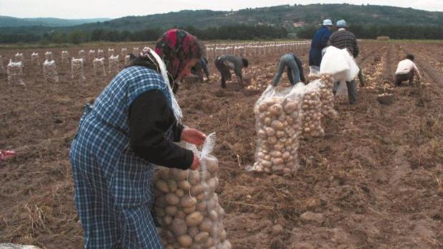 SOS del almacén de España para patatas fritas: buscan salida online para 4,5 millones de kilos