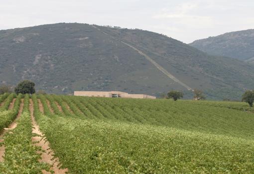 Viñedos del Pago de Vallegarcía, con la bodega al fondo y los Montes de Toledo detrás