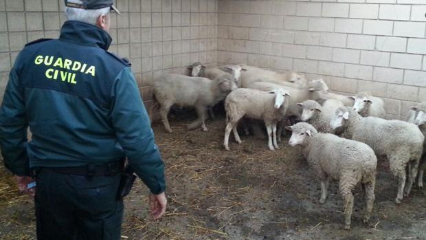 Investigado un varón por el robo de corderos en una explotación de Salamanca que llevó a sacrificar a Zamora