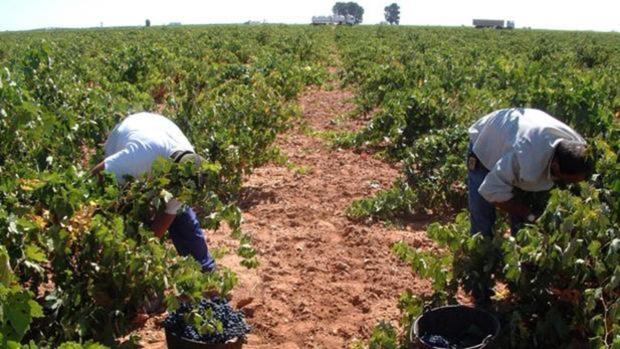 Coronavirus Castilla-La Mancha: Se podrá contratar para tareas agrarias a trabajadores de toda la región