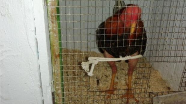 Coronavirus: la Policía de Valencia encuentra gallos sin cresta y plumas por peleas en el estado de alarma