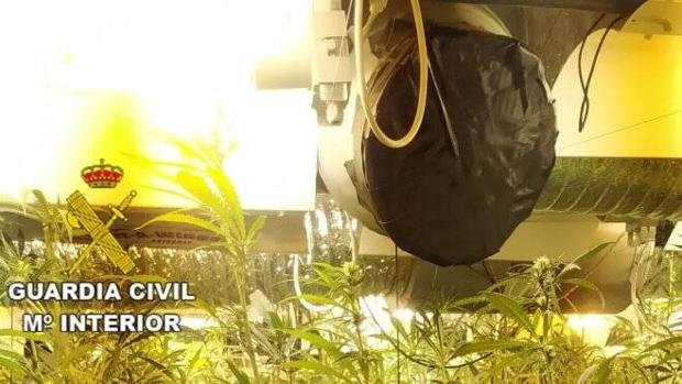 Un detenido en Fuentenovilla (Guadalajara) con 608 plantas de marihuana