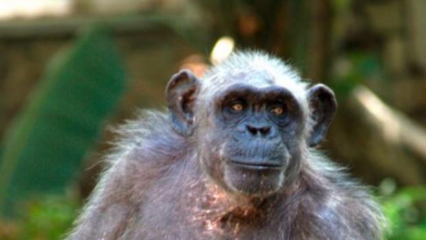 Muere en el Zoo de Barcelona la chimpancé más longeva de Europa