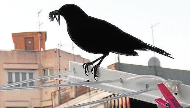 Los pájaros, los amos de la ciudad