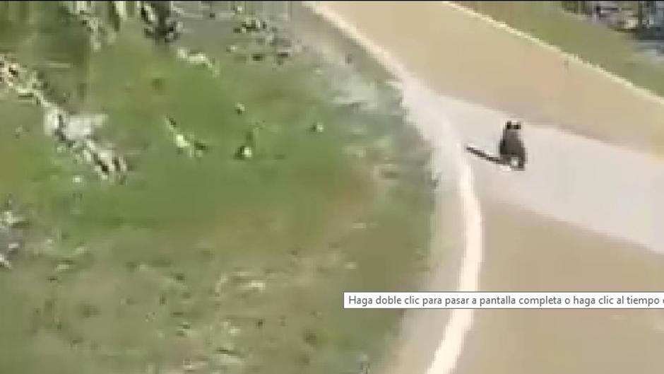 Graban a una osa y su cría en una carretera de la Montaña Palentina