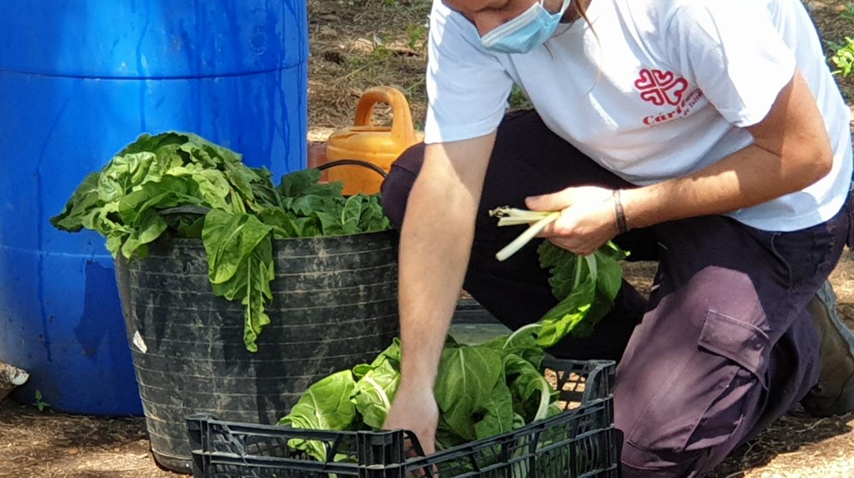 Verdura del huerto ecológico de Cáritas