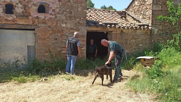 «Rambo de Requena»: el fugitivo que ocupa viviendas y roba coches en Valencia