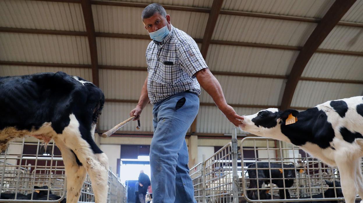 Actividad en el mercado de ganado de Amio, en Santiago, este miércoles