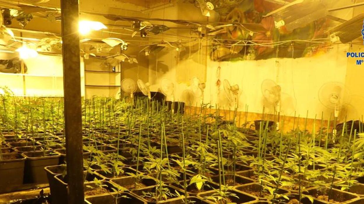 Una de las plantaciones desmateladas de marihuana con la que traficaban los detenidos