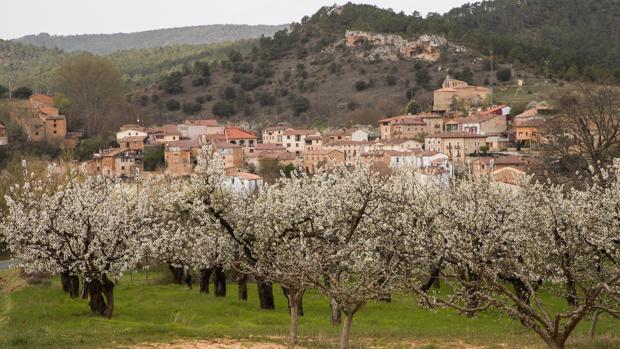 Arranca la campaña de la cereza del Valle de las Caderechas con una previsión de recogida de 200.000 kilos