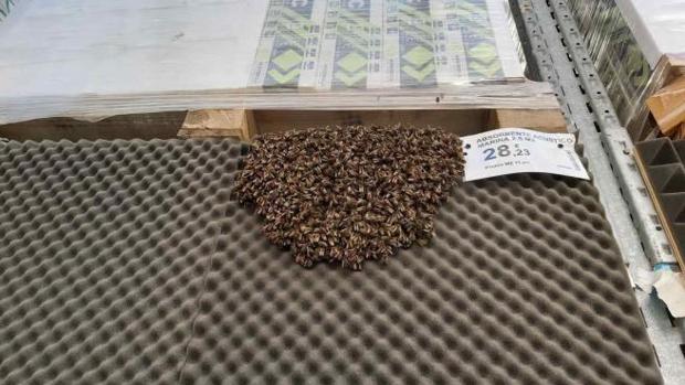 Desescalada: un enjambre con más de 3.000 abejas obliga a evacuar una tienda de un centro comercial en Alicante