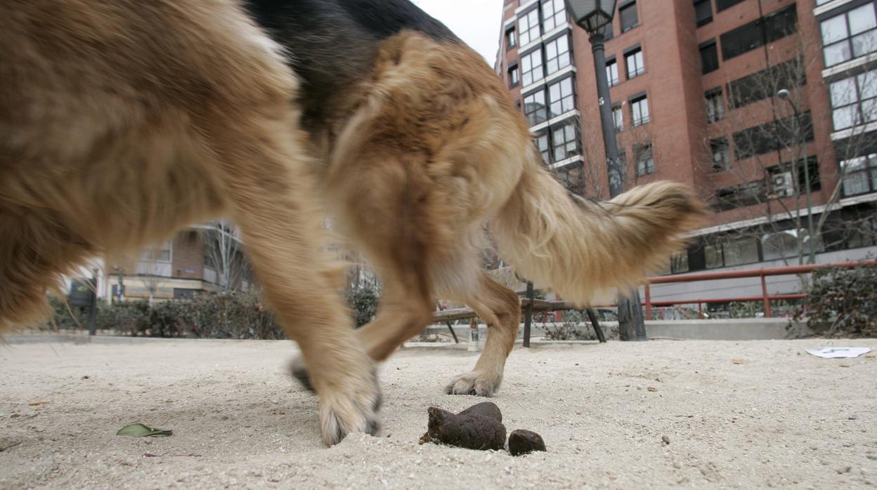 Excrementos de perro en un parque público