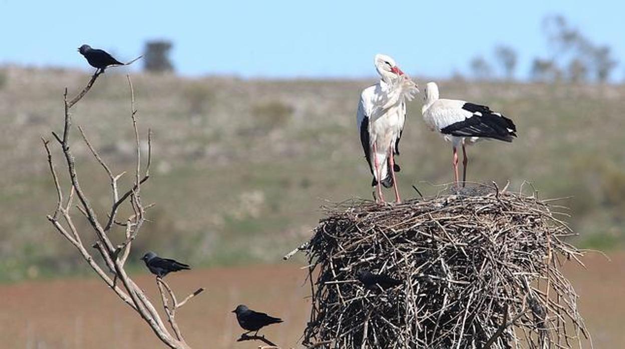 Especies como las cigüeñas se han visto afectadas por la destrucción de sus nidos