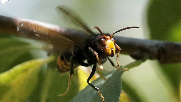 La invasión de la avispa asiática se extiende por el norte de Aragón