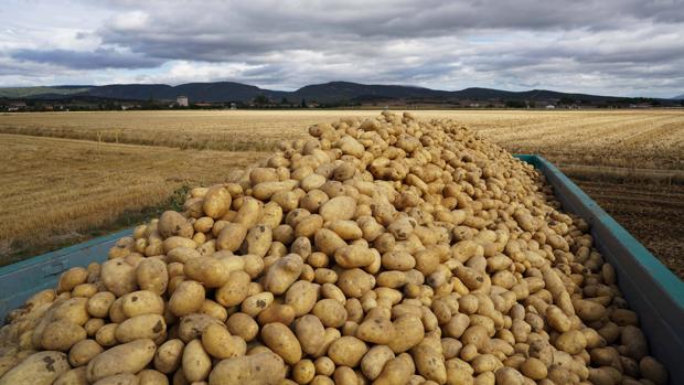 Mercadona comprará este año 92.000 toneladas de patatas españolas, un siete por ciento más