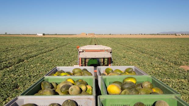 Así selecciona Mercadona los melones de la campaña de verano