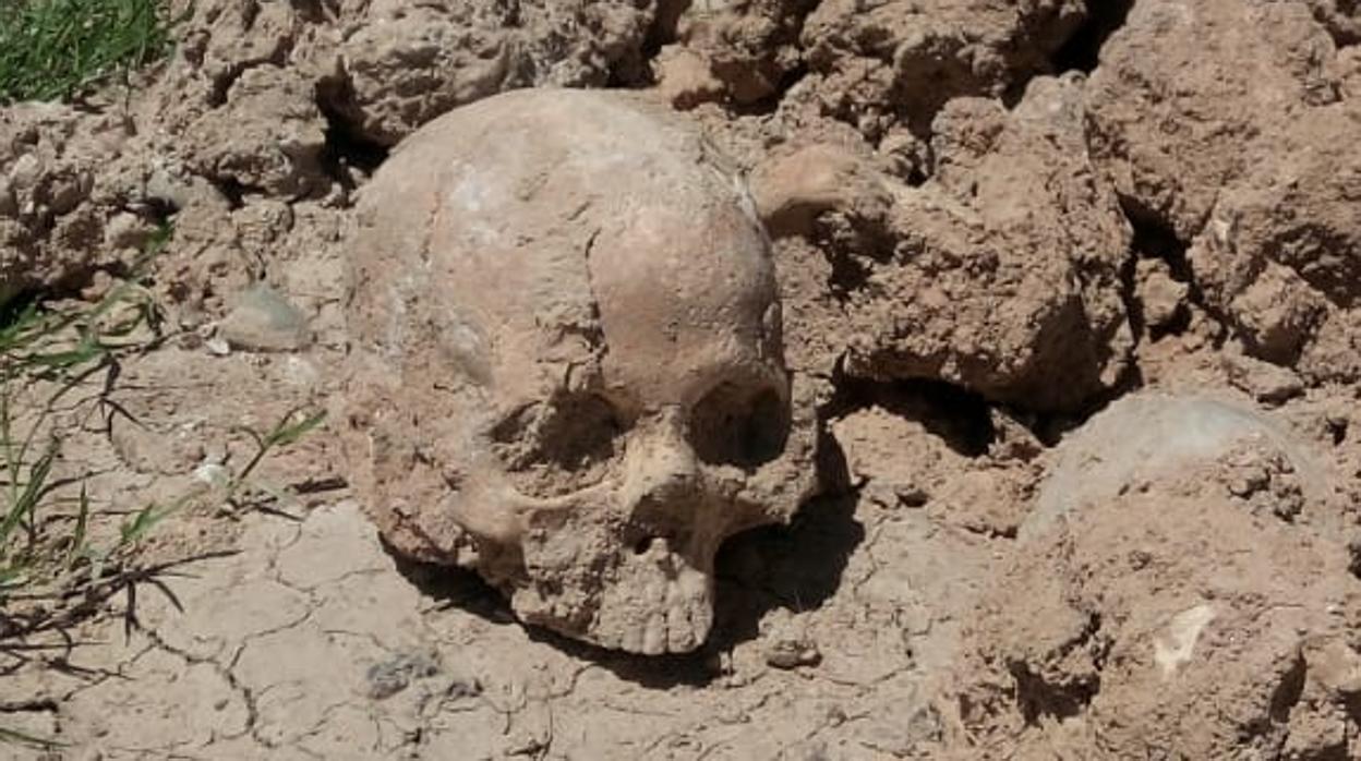 Cráneo humano que ha aflorado de entre la tierra extraída en una calle de Fuentes de Ebro