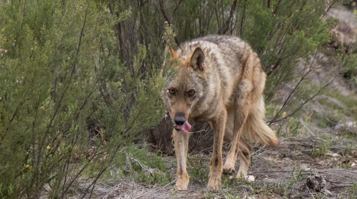 Un lobo, en una imagen de archivo