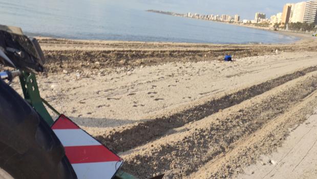 El Campello divide sus playas con tractores y caballones de huerta para la desescalada