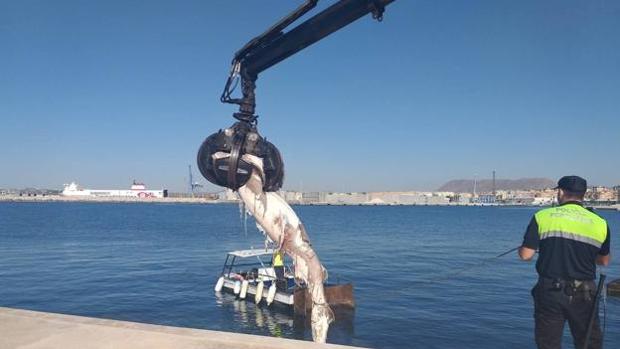 Avistan un tiburón de tres metros en aguas del puerto de Alicante