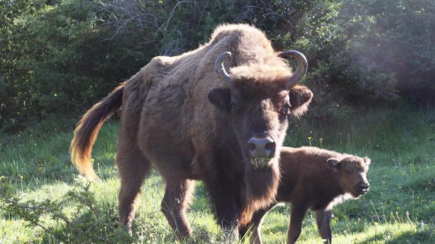 Nace en Riaño (León) el primer ternero europeo de bisonte