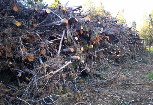 Ramas y troncos cortados en el parque forestal de «Los Pinos»