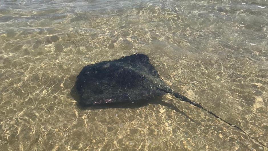 Vídeo: una raya sorprende a los bañistas en una playa de Torrevieja