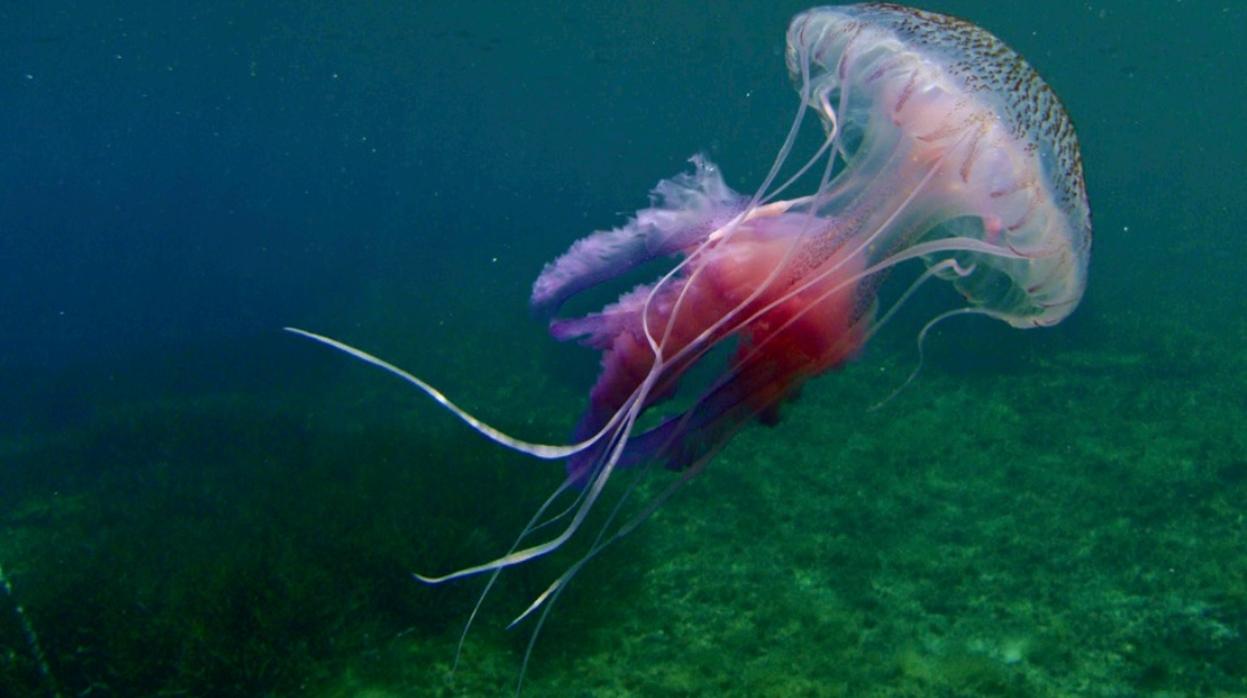 Una medusa luminiscente avistada en el Mediterráneo