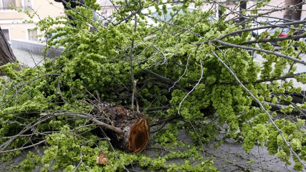 Muere un conductor que fue golpeado por otro con la rama de un árbol