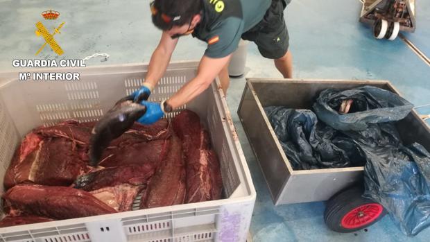 La Guardia Civil interviene 122 kilos de atún rojo pescado de forma ilegal en Guipúzcoa