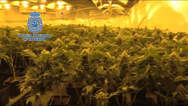 La Policía Nacional incauta 225 kilos de marihuana y 30 de hachís acumulados durante el confinamiento